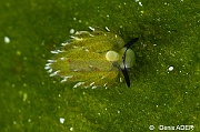 Costasiella kuroshimae mouton de mer saccoglosse--Liwutonkidi Island 2-11m-20180604-Denis-ADER-DSC_4049_tn
